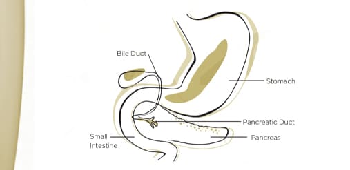 Colonoscopy